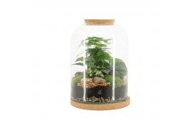 Arrangementen kamerplanten 90552: Terrarium