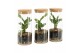 Arrangementen kamerplanten 90412: Terrarium 
