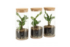 Arrangementen kamerplanten 90412: Terrarium