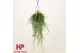 Aeschynanthus Green Star hp 