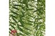 Aeschynanthus Green Star hp 