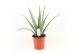 Aloe vera Aloe Vera P24 