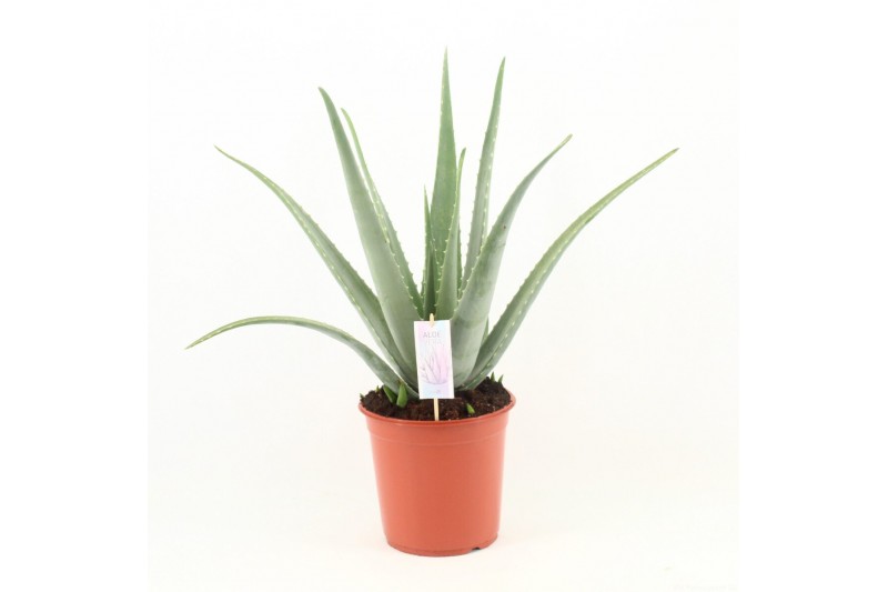 Aloe vera Aloe Vera P24 