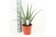 Aloe vera Aloe Vera P24 