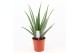 Aloe vera Aloe Vera P24 