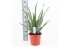 Aloe vera Aloe Vera P24 
