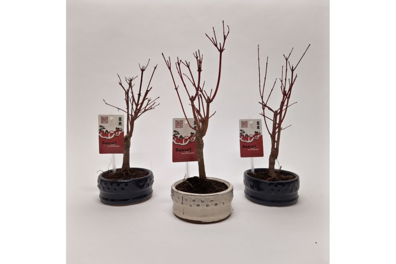 Bonsai Acer Bonsai Mix 