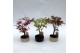 Bonsai Acer Bonsai Mix 
