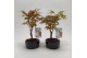 Bonsai Acer Bonsai Mix 