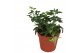 Hedera helix shamrock 7pp - 5-8cm Rank 