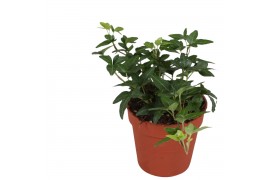 Hedera helix shamrock 7pp - 5-8cm Rank