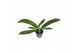 Philodendron Philodendron Campiii p14 1 pp 