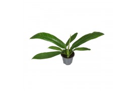 Philodendron Philodendron Campiii p14 1 pp