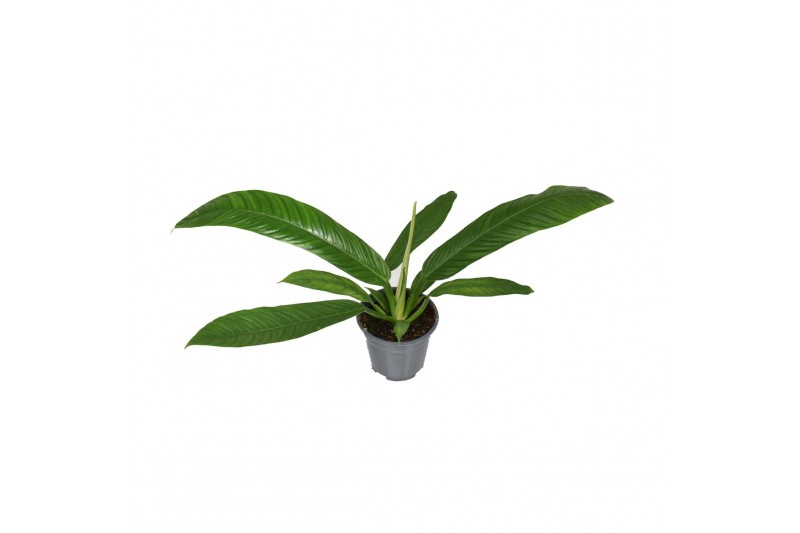Philodendron Philodendron Campiii p14 1 pp 