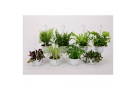 Kamerplanten mix hangpot small swing
