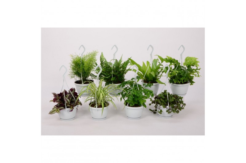 Kamerplanten mix hangpot small swing 