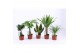 Kamerplanten mix easy to care mix 