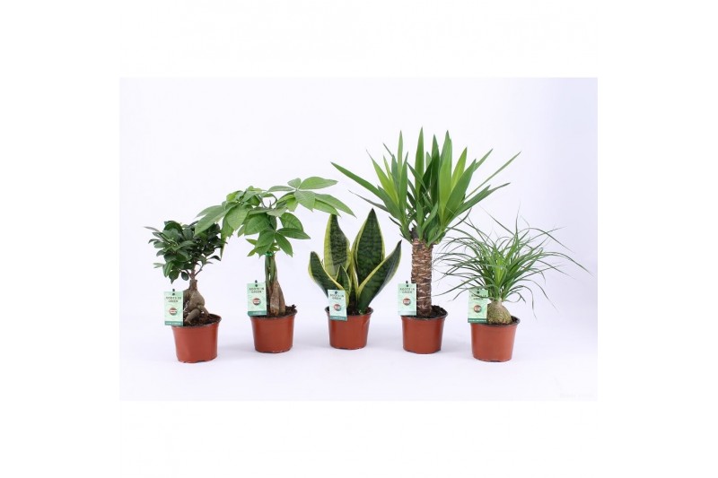 Kamerplanten mix easy to care mix 