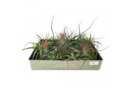 Tillandsia mix 101413 x40