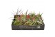 Tillandsia mix 101413 x40 