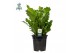 Asplenium nidus campio Air So Pure 