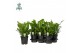Asplenium nidus campio Air So Pure 