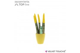 Sansevieria velvet touchz geel keramiek