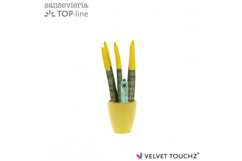 Sansevieria velvet touchz geel keramiek 