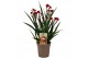 Anigozanthos Beauty Red® 