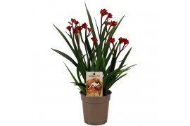 Anigozanthos Beauty Red®