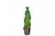 Sansevieria cylindrica twist 