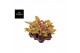 Aglaonema salmon fantasy 