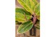 Aglaonema salmon fantasy 