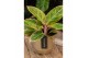 Aglaonema salmon fantasy 