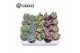 Succulenten Sierras® - Sevilla Succulents Mix (Deluxe) 1 pp 
