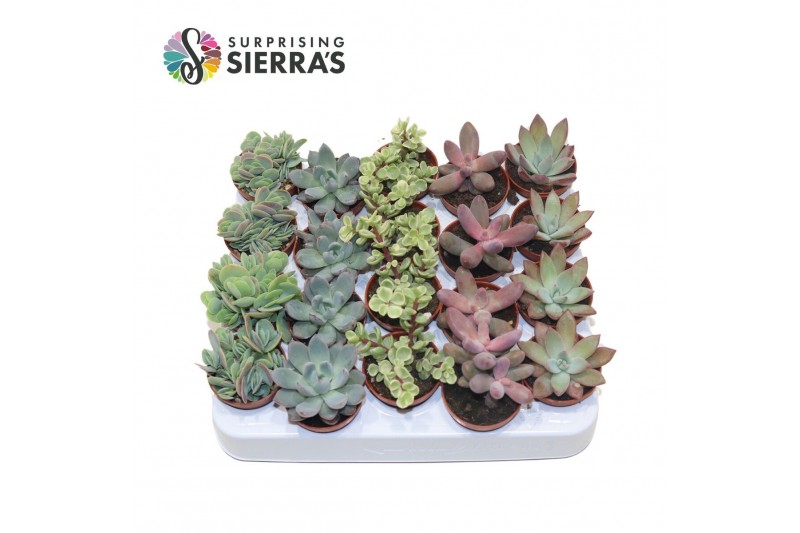 Succulenten Sierras® - Sevilla Succulents Mix (Deluxe) 1 pp Succulenten Sierras® - Sevilla Succulents Mix (Deluxe) 1 pp