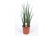 Sansevieria bacularis mikado 