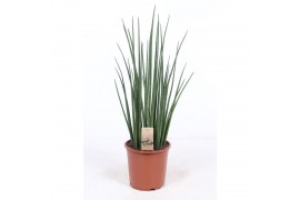 Sansevieria bacularis mikado
