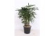 Rhapis excelsa 