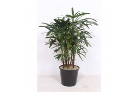 Rhapis excelsa