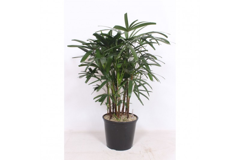Rhapis excelsa 