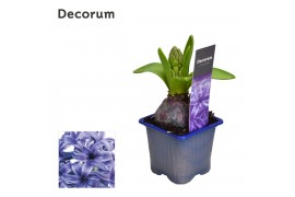 Hyacinthus orientalis blue pearl decorum met etiket