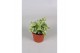 Hedera helix white wonder 6pp - 5-8cm Rank 
