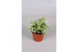 Hedera helix white wonder 6pp - 5-8cm Rank