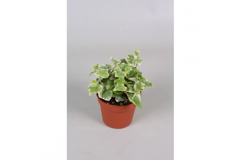 Hedera helix white wonder 6pp - 5-8cm Rank 
