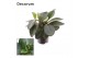 Peperomia clusiifolia red margin feel green decorum, 