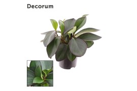 Peperomia clusiifolia red margin feel green decorum,
