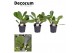 Clusia decorum 