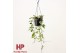 Hoya carnosa floraganza flamingo dream hp 