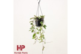 Hoya carnosa floraganza flamingo dream hp